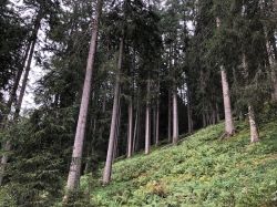 Tonewood-Berkmann-Riefensberg_10